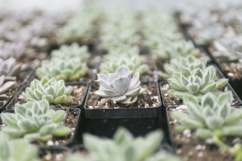 Succulent & Cactus Care Tips - Oakridge Nursery & Landscaping